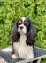 CAVALIER KING CHARLES  spaniel štenci