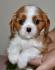 CAVALIER KING CHARLES  spaniel štenci