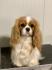 CAVALIER KING CHARLES  spaniel štenci
