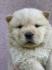 Chow Chow muzjaci
