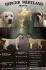 Labrador retriver