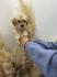 Maltipoo stenci