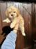 Maltipoo stenci