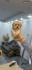 Maltipoo vrhunske genetike