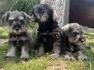 Patuljasti Šnaucer Miniature Schnauzer