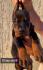 Doberman prelepi stenci