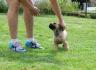 Boerboel Južnoafrički mastif stenci