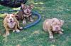 Američki Buli / American Bully Pocket štenci