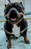 American bully pocket štenci