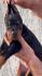 Doberman prelepi stenci