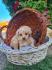 Maltipoo štenci