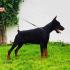 Doberman prelepi stenci