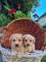 Maltipoo štenci