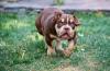 Američki Buli / American Bully Pocket štenci