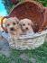 Maltipoo štenci