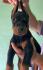 Doberman prelepi stenci