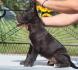 Cane Corso štenci