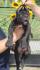 Cane Corso štenci