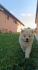 Cau cau, Chow chow stene