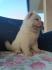 Cau cau, Chow chow stene