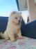 Cau cau, Chow chow stene