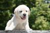Labrador retriver prelepi štenci