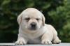 Labrador retriver prelepi štenci