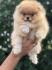 Pomeranac / Pomeranian / Boo štenci
