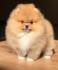 Pomeranac / Pomeranian / Boo štenci