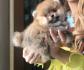 Pomeranac, Pomeranian, Boo stenci