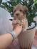 Prelepi štenci Maltipoo spremni su za preuzimanje