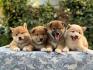 Shiba Inu stenci