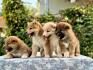 Shiba Inu stenci