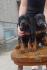 DOBERMAN vrhunski štenci