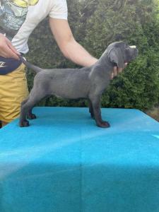 Štenci CANE CORSA,   stari 2 meseca