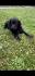 Labrador retriver