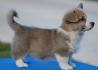 Velski korgi/Welsh Corgi Pembroke