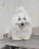 Coton de Tulear
