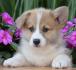 Velski korgi/Welsh Corgi Pembroke