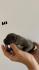AMERICAN BULLY Xl