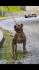 AMERICAN BULLY Xl