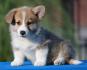 Velski korgi/Welsh Corgi Pembroke
