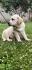 Labrador retriver