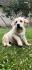 Labrador retriver