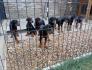Doberman štenci