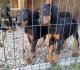 Doberman štenci