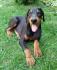 Doberman, štenci