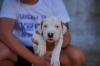 Dogo Argentino štenci