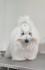 Coton de Tulear