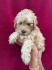 Pudla